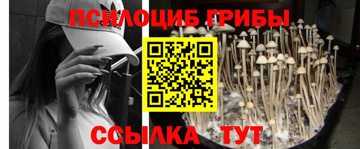 Галлюциногенные грибы Psilocybine cubensis  Галлюциногенные грибы мицелий  цена   Котельники  Вход с VPN 